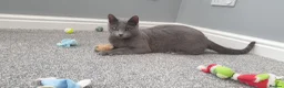 Russian Blue cats for sale: GCCF Registered Russian Blue Kittens in Tredegar - Advert 2