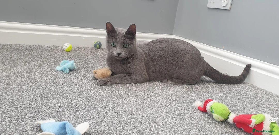 Russian Blue cats for sale: GCCF Registered Russian Blue Kittens in Tredegar - Advert 2