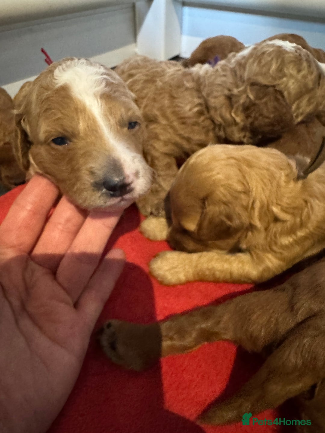 Irish Doodle dogs for sale: Irish doodles - mini F1b - Image 4