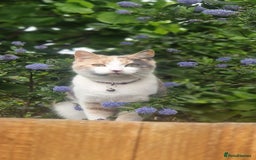 Mixed Breed cats for sale: Beautiful Calico - Image 6