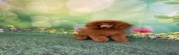 Toy Poodle dogs for sale: Pregnancy Confirmed KC Reg Toy Poodles  in Knaresborough - Advert 3