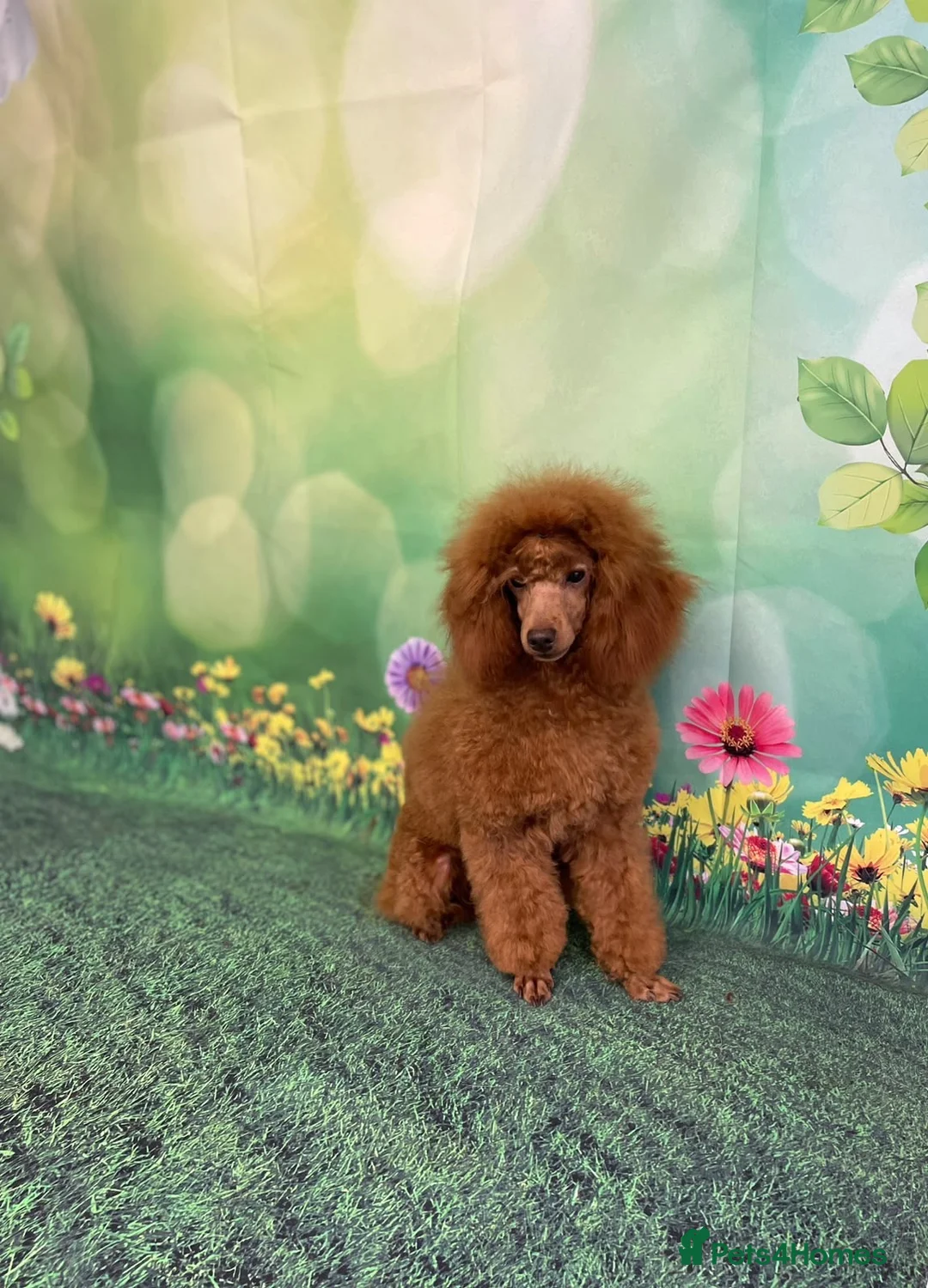 Toy Poodle dogs for sale: Pregnancy Confirmed KC Reg Toy Poodles  in Knaresborough - Advert 3