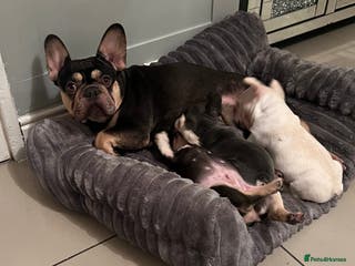 French Bulldog dogs French bulldog pups - Advert 2