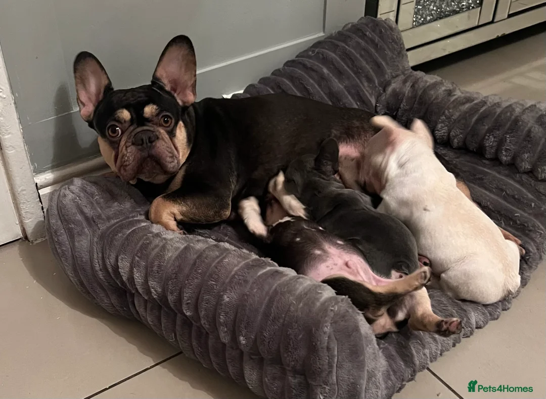 French Bulldog dogs for sale: French bulldog pups  - Advert 18