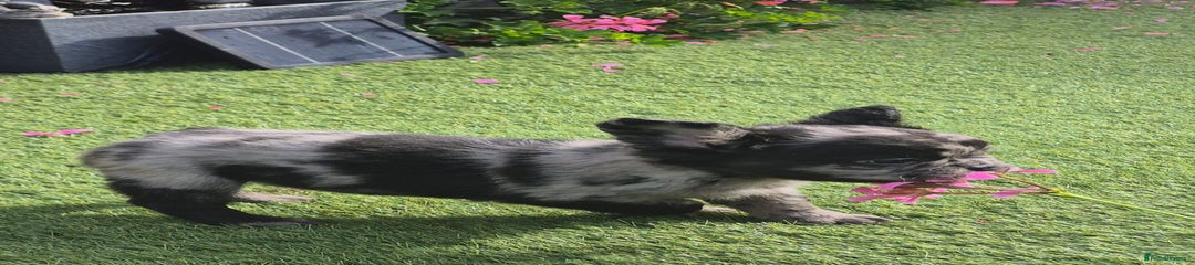 French Bulldog Puppy 3