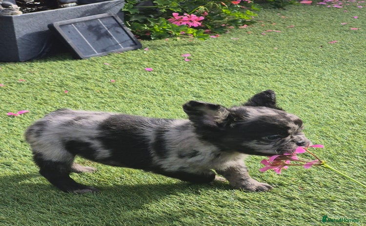 French Bulldog dogs - Advert 2