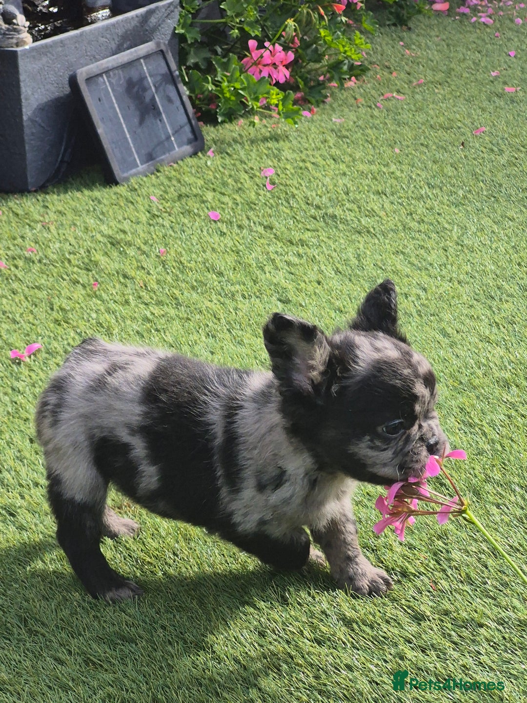 French Bulldog dogs for sale: Fluffy french bulldogs +c2  - Image 1