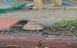 Quail poultry for sale: Two male quails, delivered free to a good home. - Image 1