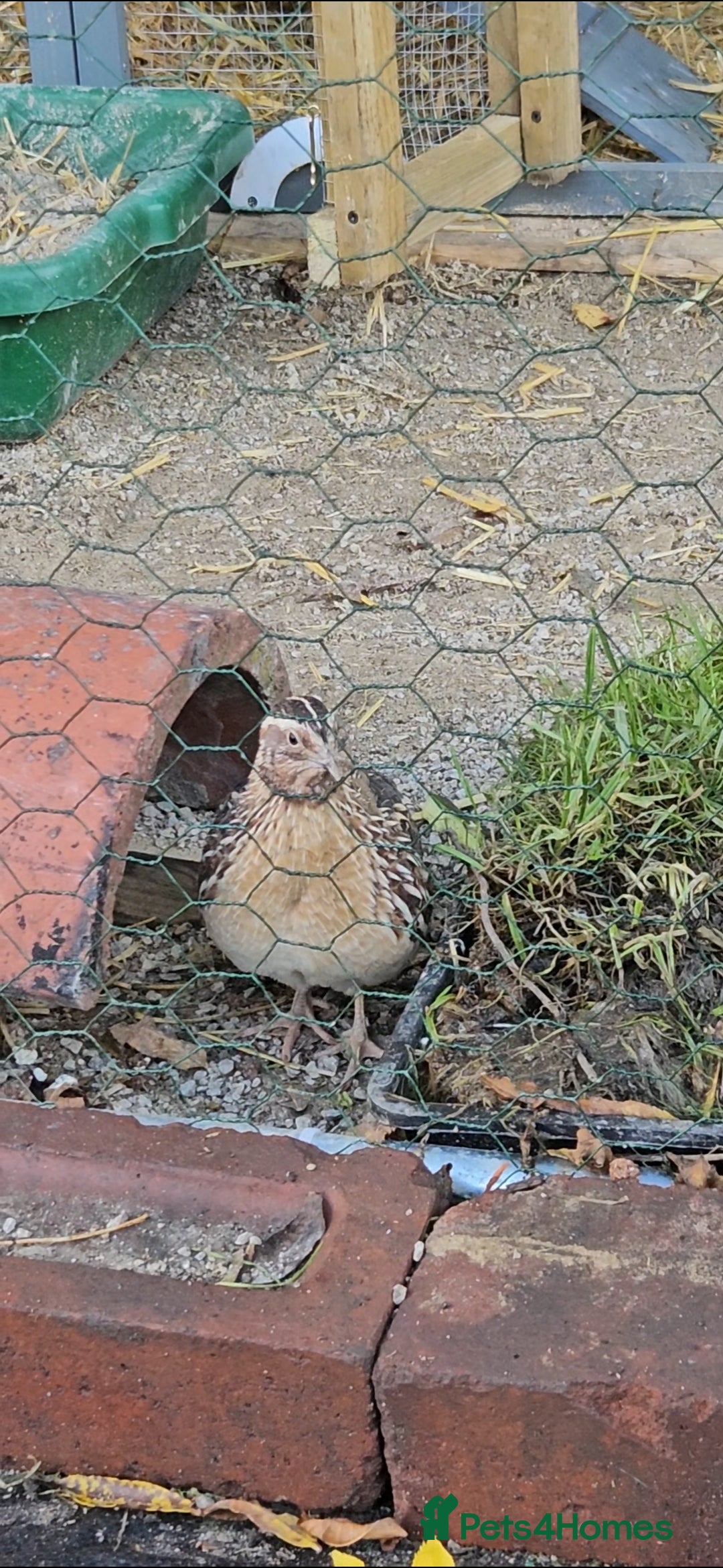 Quail poultry for sale: Two male quails, delivered free to a good home. - Image 1