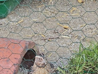 Quail poultry for sale - Advert 1