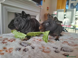 Guinea Pig rodents Adorable skinny boars - Advert 8