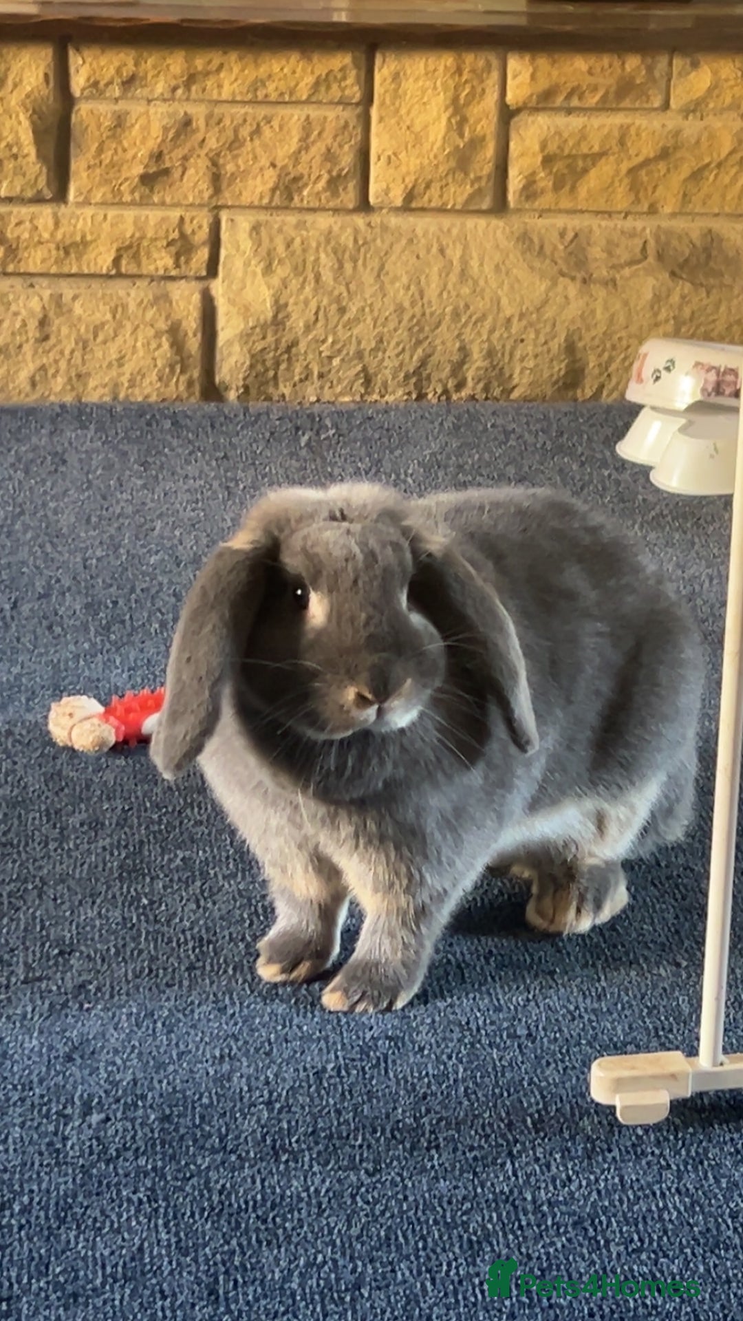 French Lop rabbits for sale: Mini French Lop Babies  - Advert 12