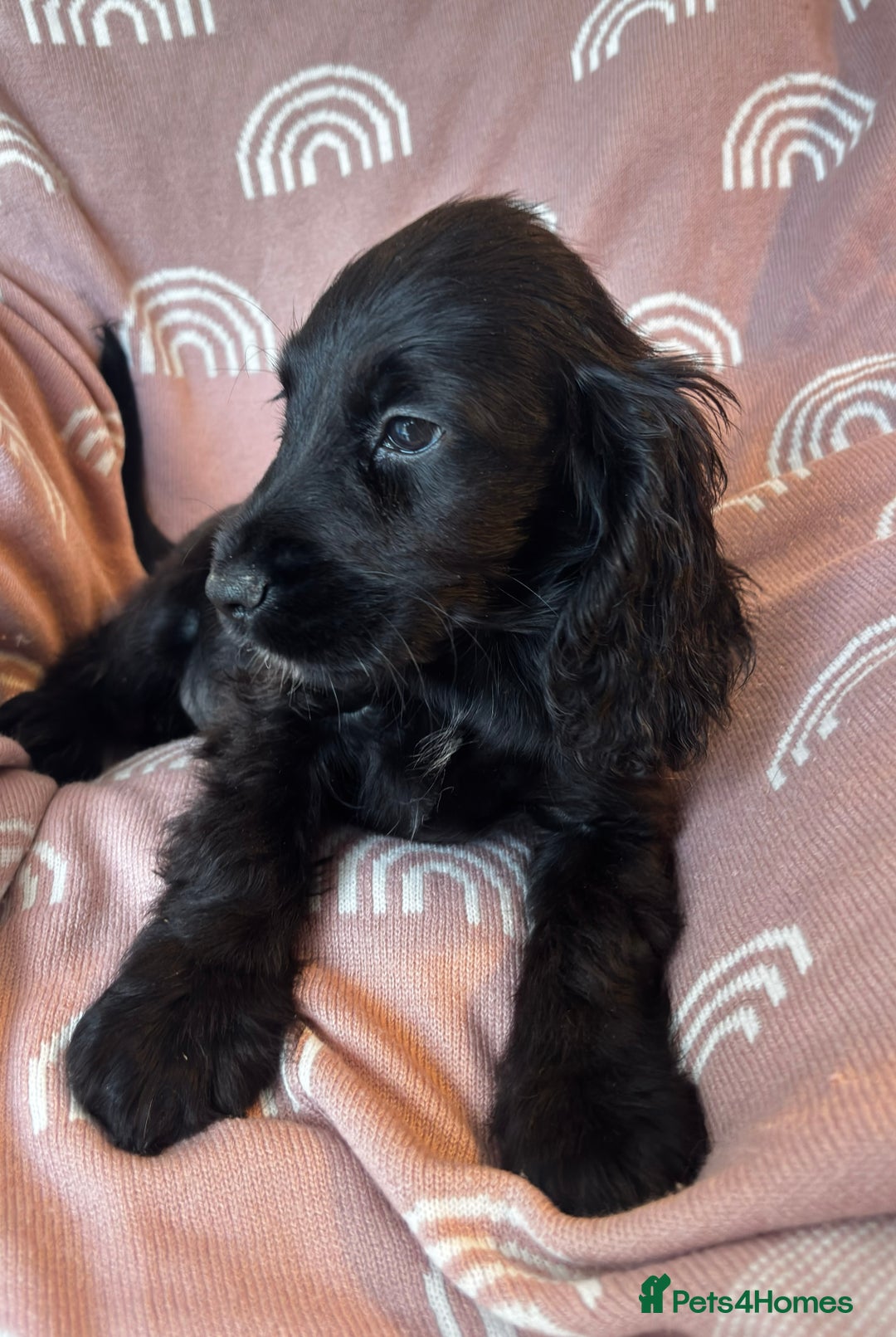 Cocker Spaniel dogs for sale: Cute cocker spaniels  - Advert 11
