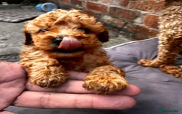 Toy Poodle dogs for sale:  High Quality KC Registered Red Toy Poodle Puppies - Image 5