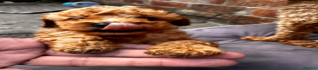 Toy Poodle Puppy 3
