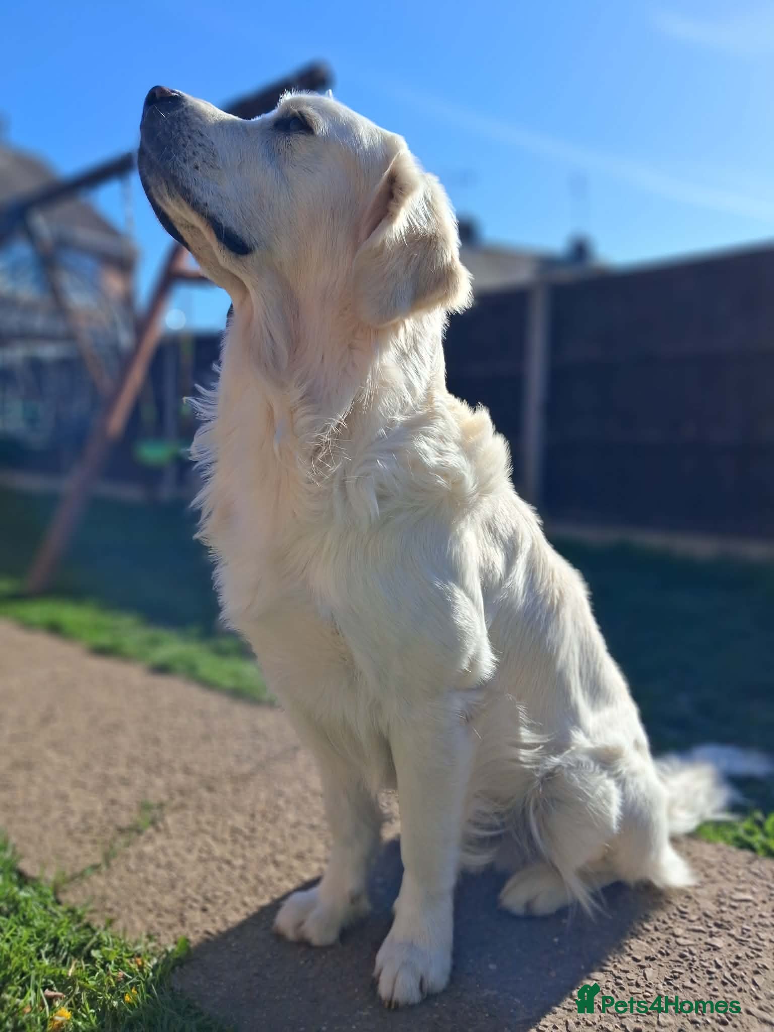 Golden Retriever dogs KC DNA tested white Boy avialable for Stud - Advert 19