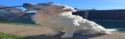 Golden Retriever dogs for stud: KC DNA tested Boy avialable for Stud - Advert 2