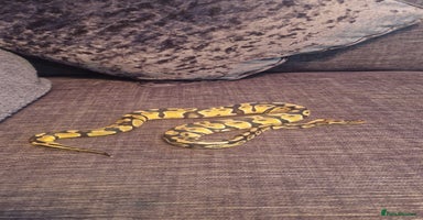 Python Snake reptiles Female pastel ball python - Advert 1