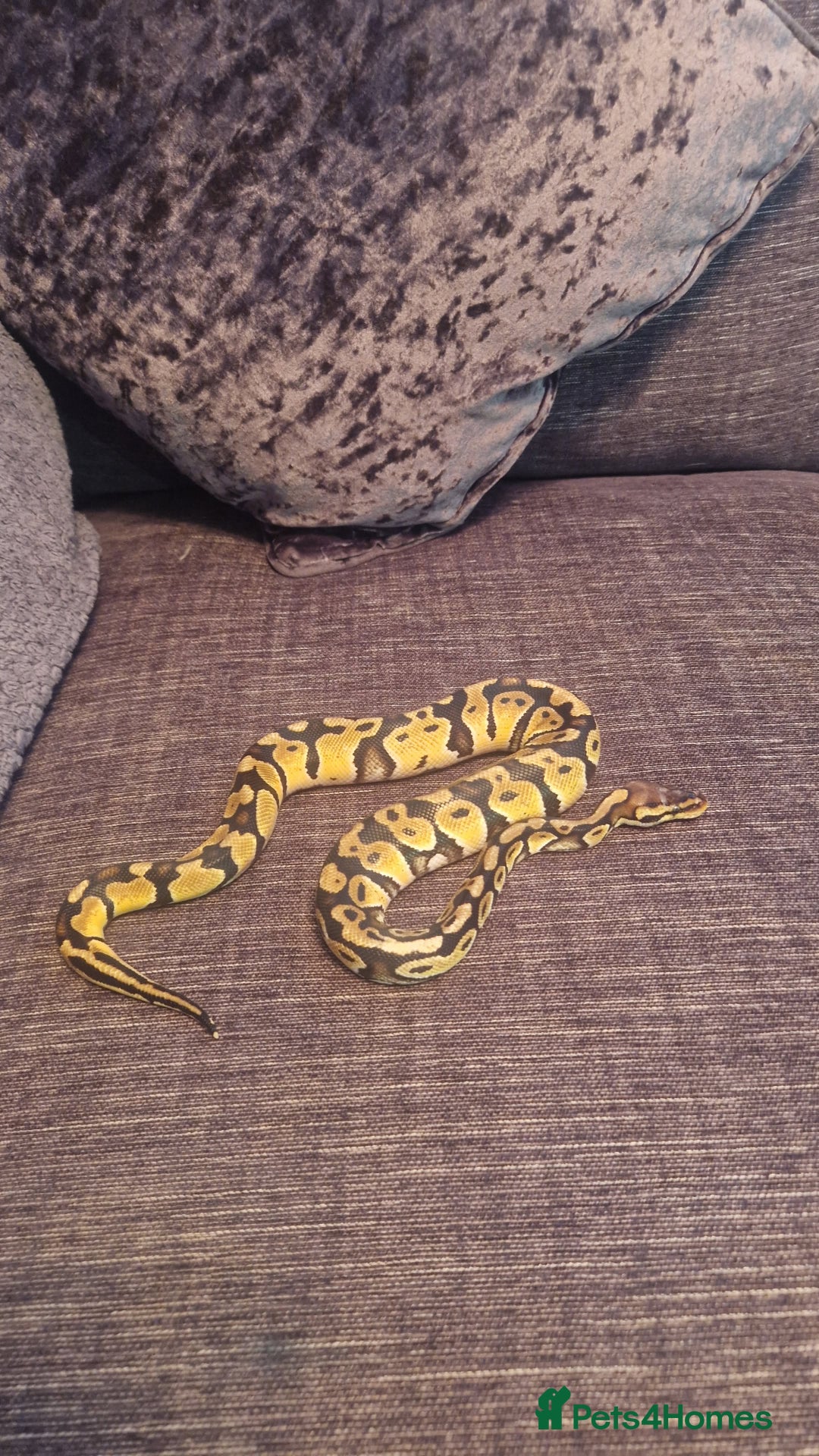 Python Snake reptiles for sale: Female pastel ball python - Advert 3