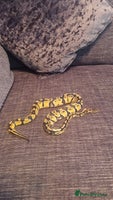 Python Snake reptiles Female pastel ball python - Advert 1