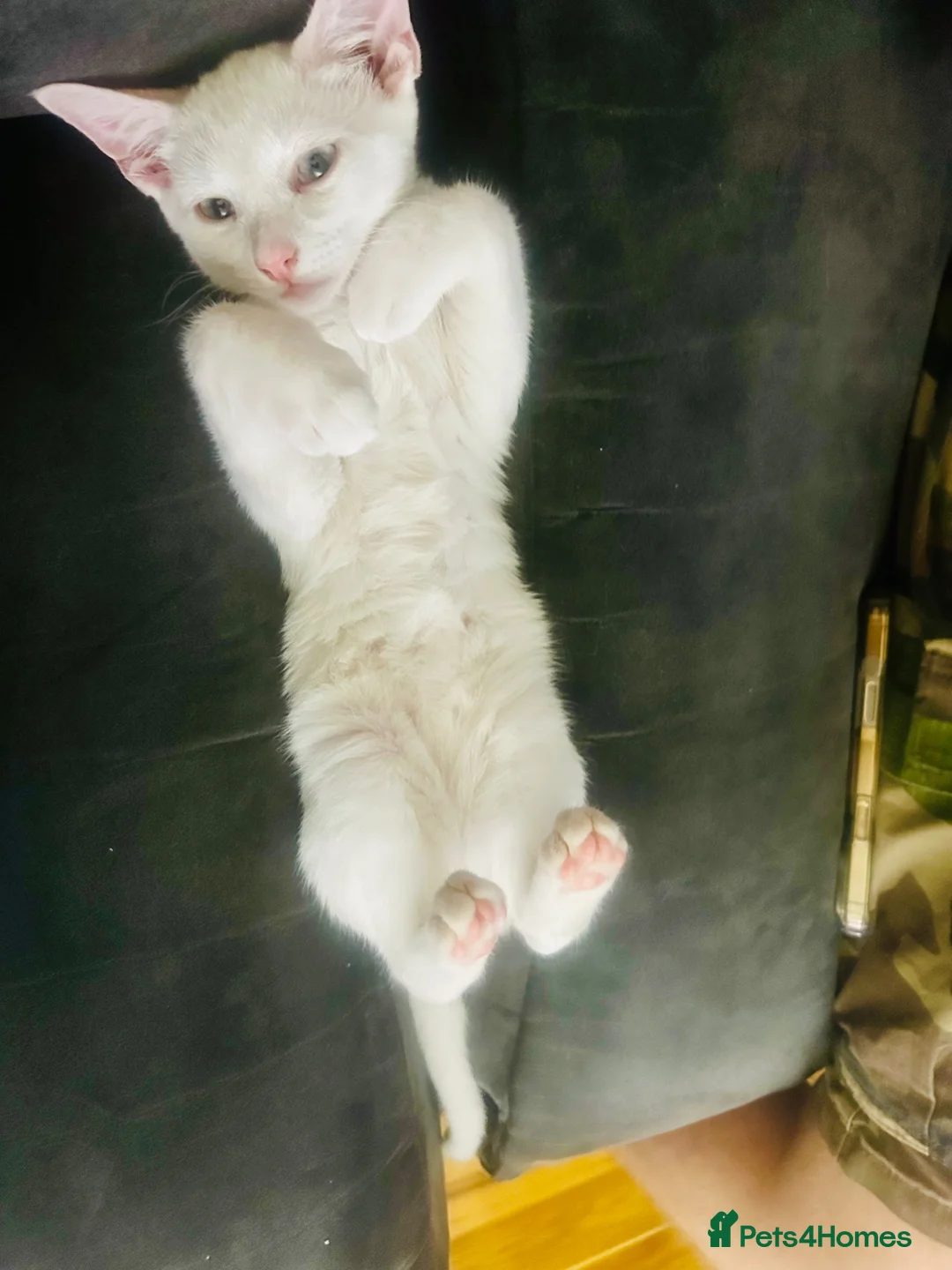 Mixed Breed cats for sale: Beautiful friendly pure white boy  in Stonehouse - Advert 5