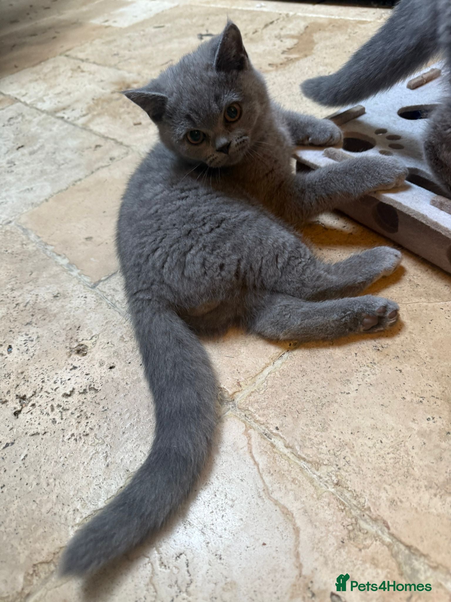 British Shorthair cats 1 GCCF British Shorthair Kittens left. Ready to Go - Advert 18