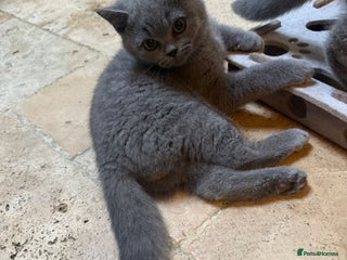 British Shorthair cats 1 GCCF British Shorthair Kittens left. Ready to Go - Advert 6
