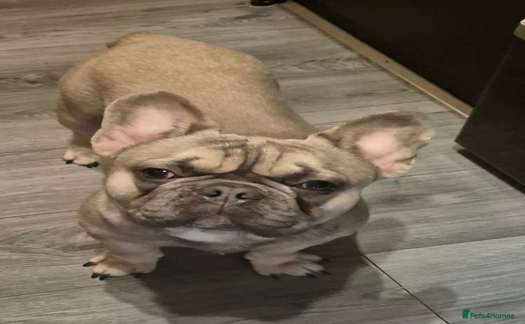 French Bulldog dogs - Advert 1