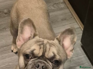 French Bulldog dogs - Advert 3