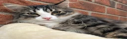 Siberian cats for sale: Pure pedigree Siberian kittens - Advert 3