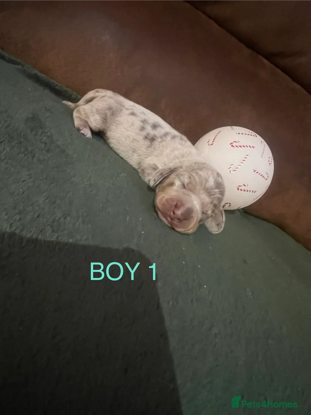 Miniature Dachshund dogs for sale: Only 2 Girls and 1 Boy Left  - Advert 9