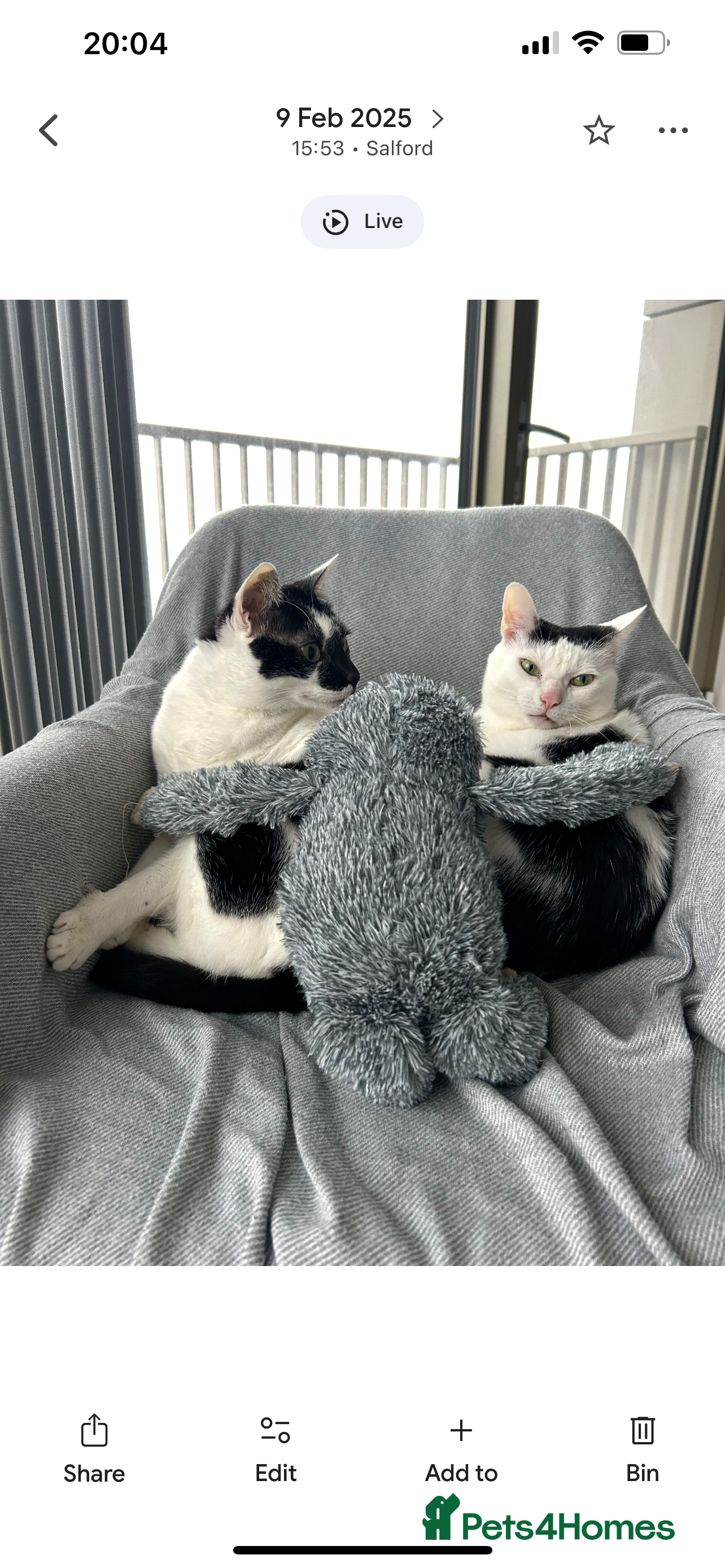 Mixed Breed cats Heartbroken to Rehome My Bonded Sisters (£0) - Advert 1