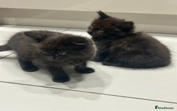 British Longhair cats for sale: Black/Brown boy kittens - Image 11
