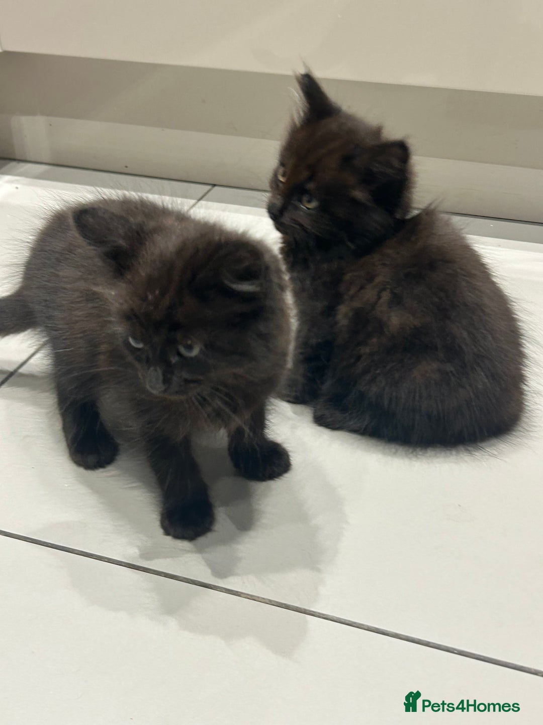 British Longhair cats for sale: Black/Brown boy kittens - Image 11