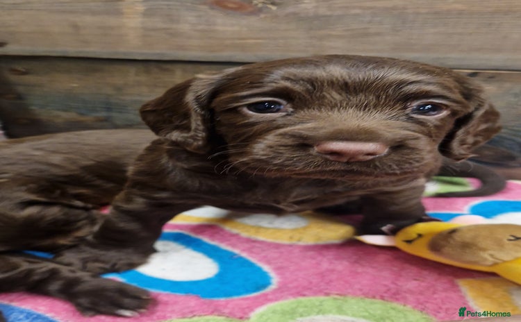 Cocker Spaniel dogs - Advert 2