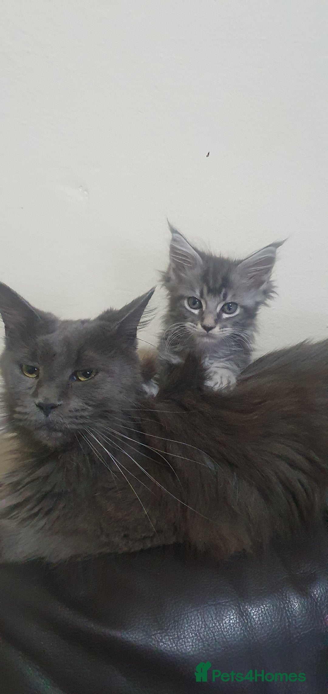 Maine Coon cats for sale: Maine Coon Kittens - Advert 1