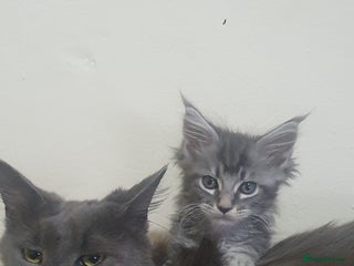 Maine Coon cats Maine Coon Kittens - Advert 7