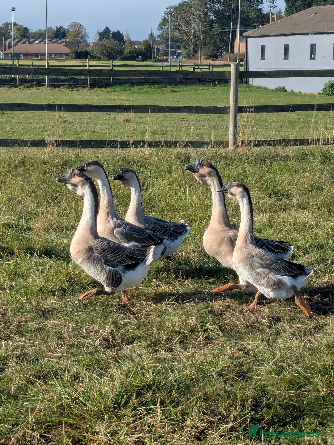 Geese poultry for sale: African geese trio  - Advert 3