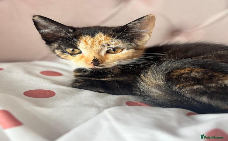Mixed Breed cats - Advert 4