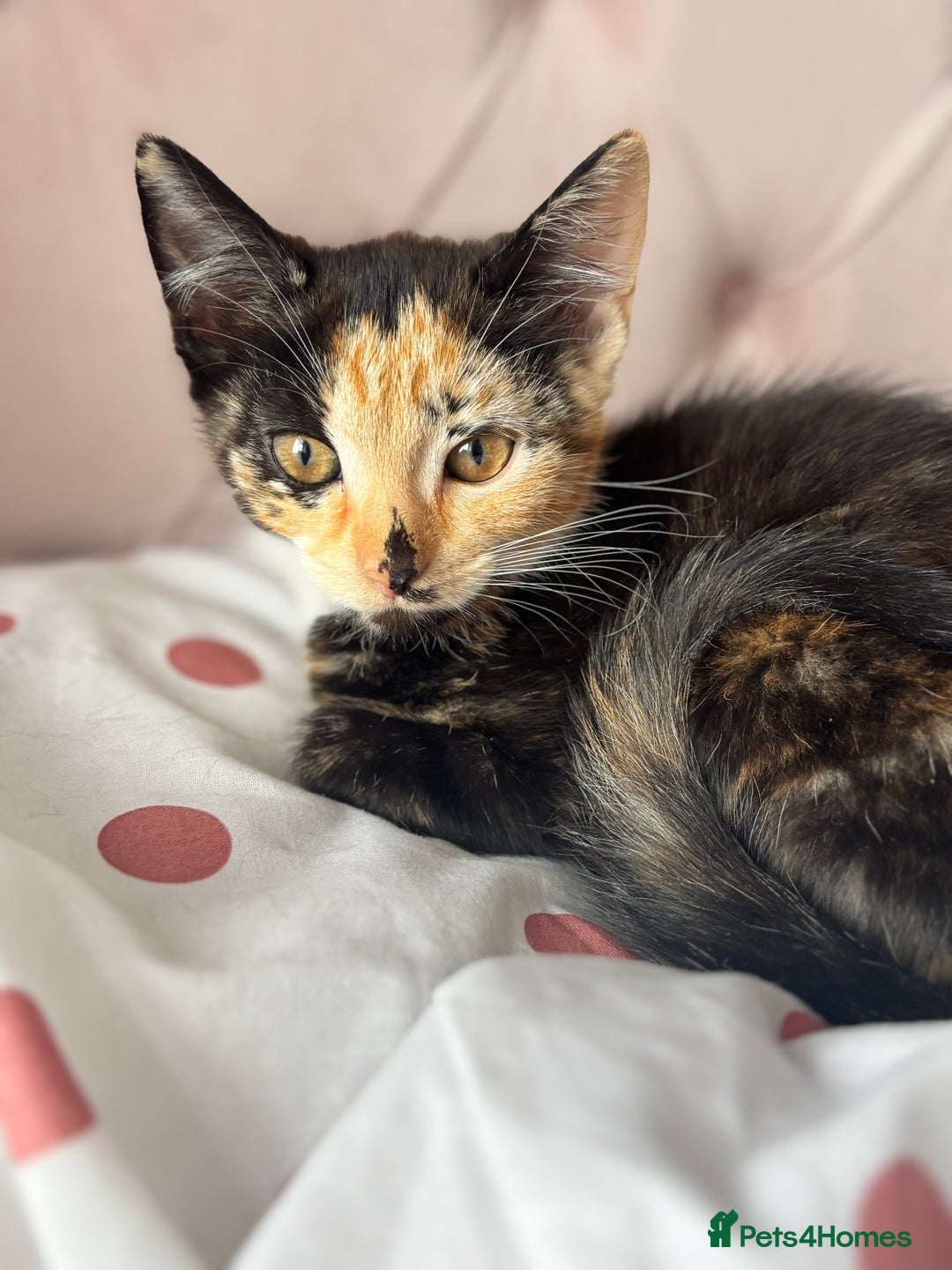 Mixed Breed cats for sale: 1 Gorgeous Female Kitten Ready for their new home - Image 1