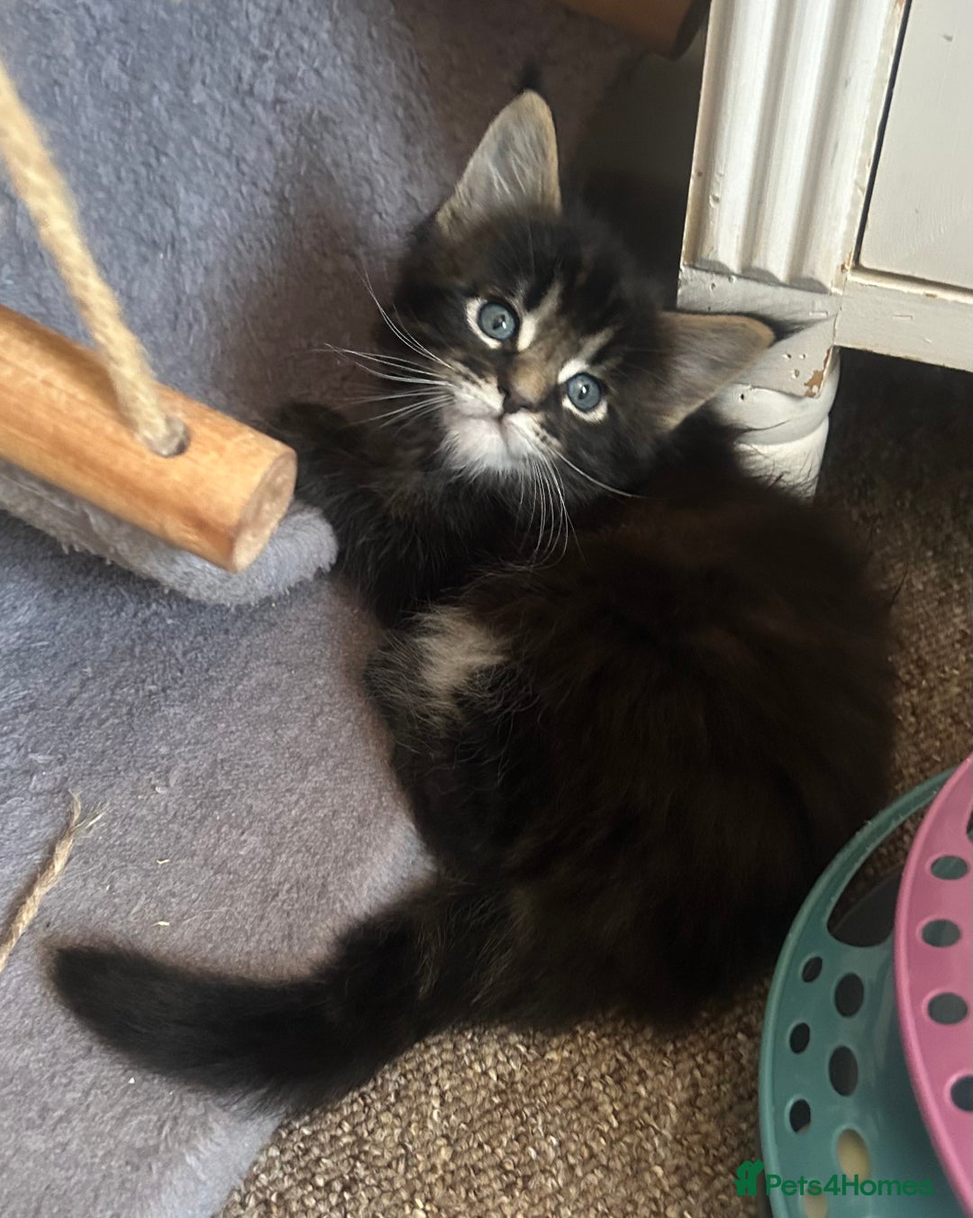 Maine Coon cats for sale: GCCF reg Maine Coon Kittens Stunning Tabby litter - Image 13