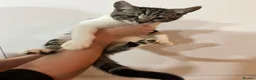 Mixed Breed cats for sale: Kittens ready to go! - Advert 7