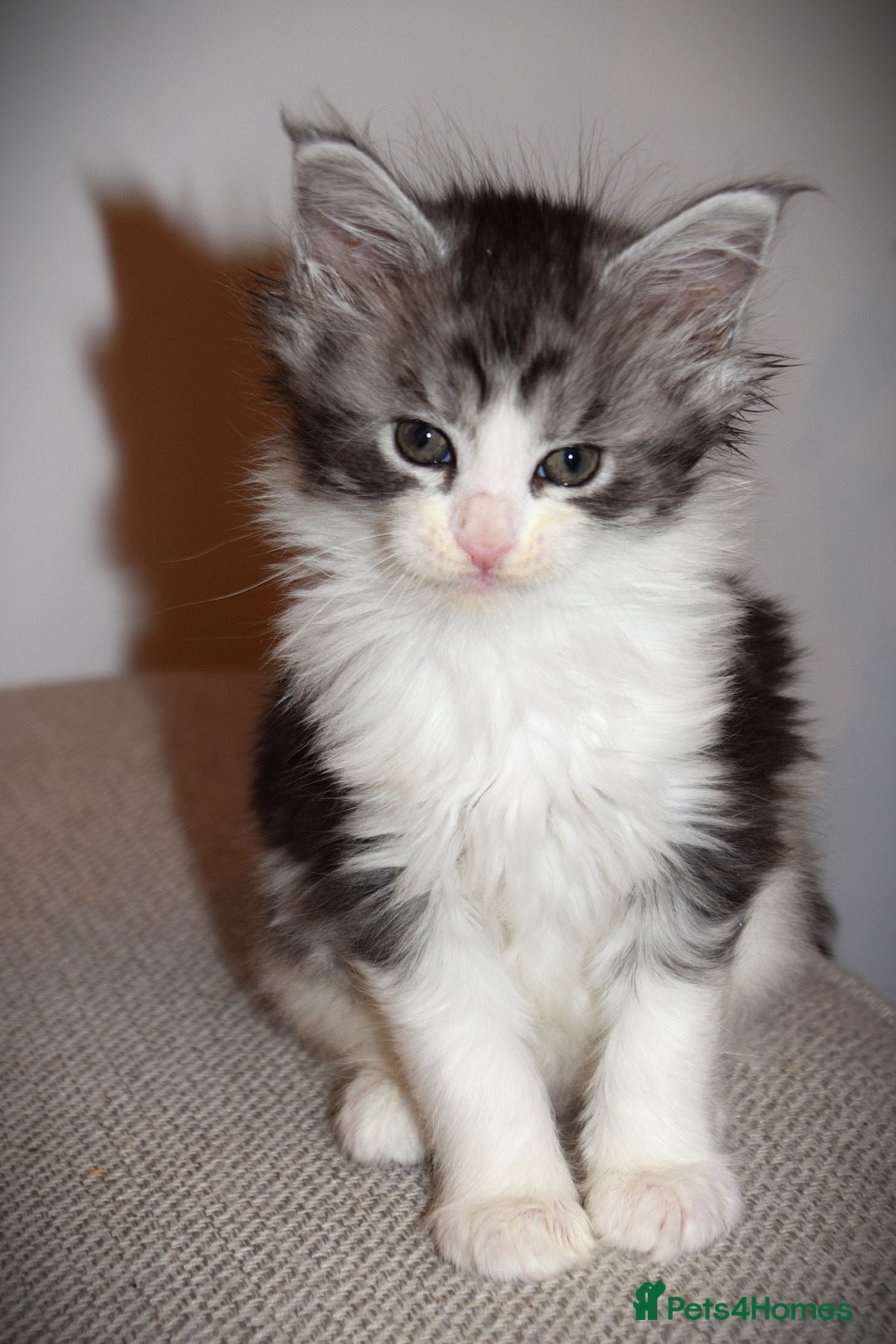 Maine Coon cats for sale: Maine Coon kittens/ Ready to Now    - Advert 22