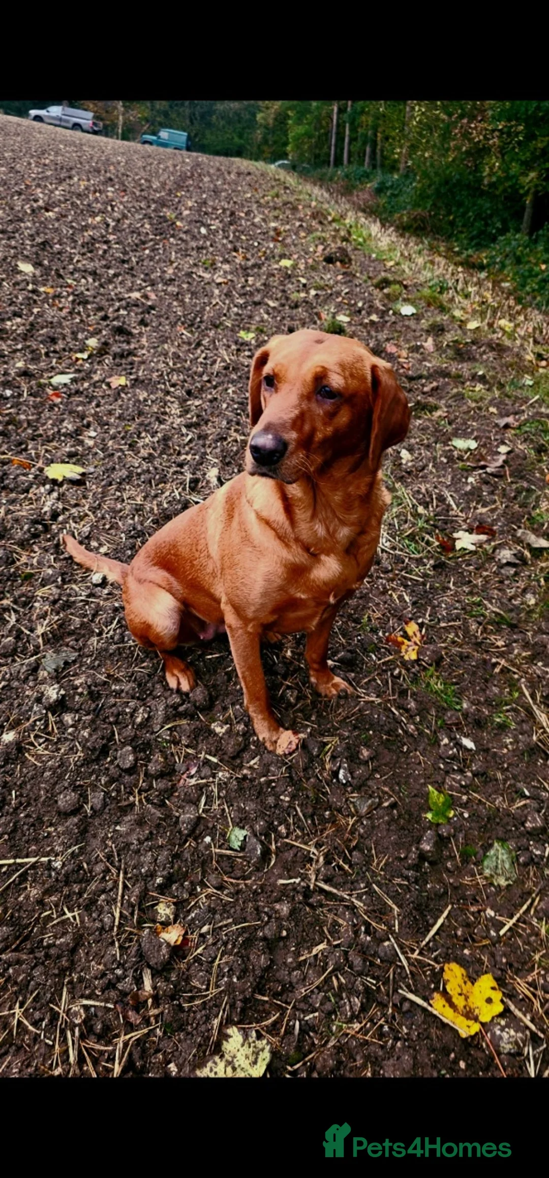 Labrador Retriever dogs for sale: Propa Fox Red lab Pups available  - Advert 5