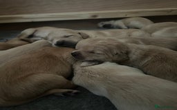Golden Retriever dogs for sale: Beautiful KC Registered Golden Retrievers - Image 4