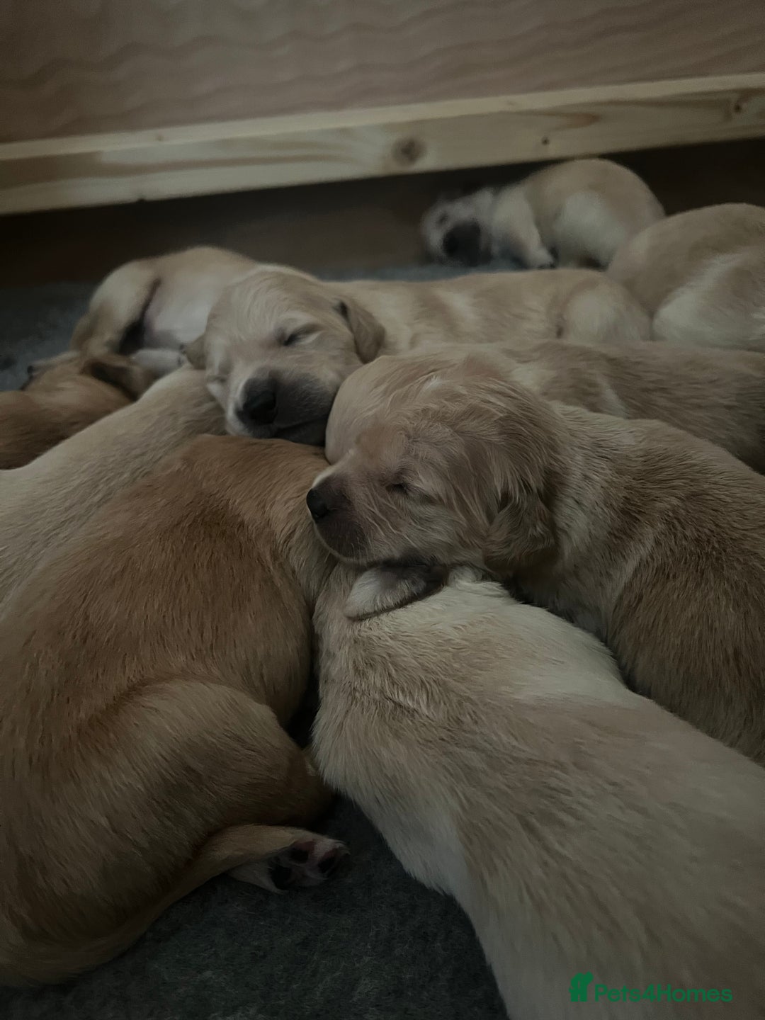 Golden Retriever dogs for sale: Beautiful KC Registered Golden Retrievers - Image 4
