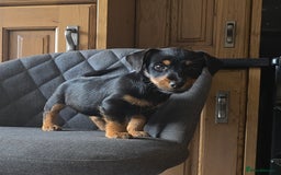 Mixed Breed dogs for sale: F1 Dachshund x Jack Russell  - Image 7