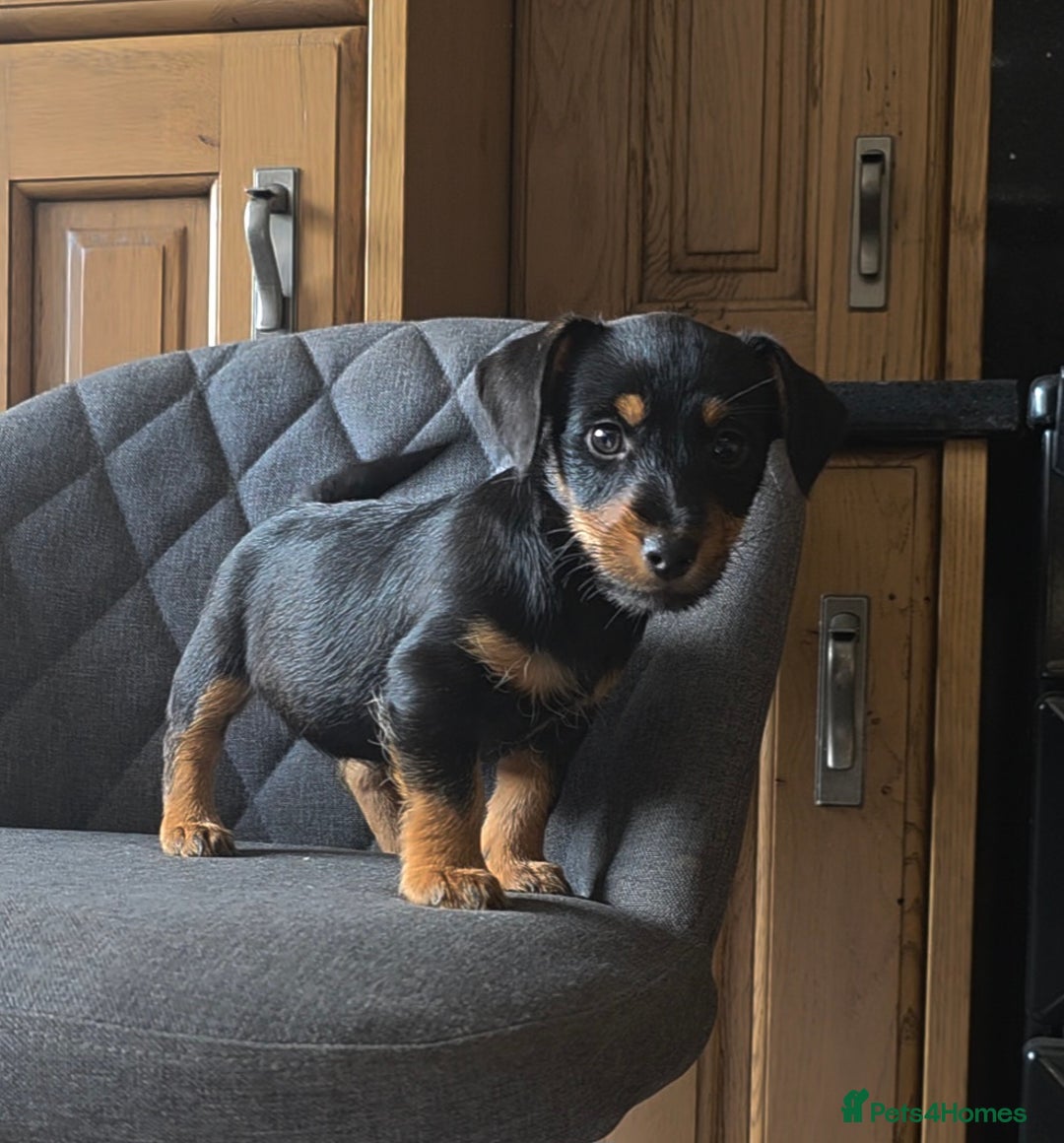 Mixed Breed dogs for sale: F1 Dachshund x Jack Russell  - Image 7