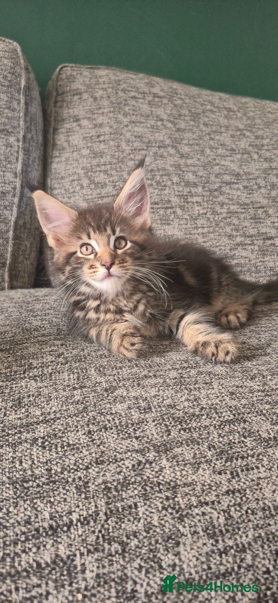 Maine Coon cats GCCF Maine Coone kittens, tested, vacc, vet check - Advert 1