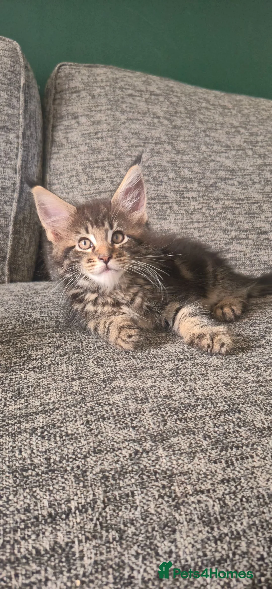 Maine Coon cats for sale: GCCF Maine Coone kittens, tested, vacc, vet check - Advert 1